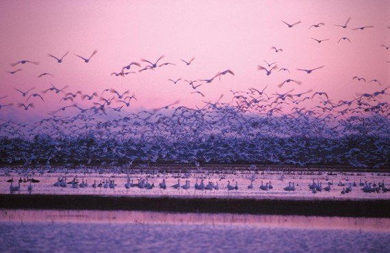 Snow Geese on the banks of the St. Lawrence River (Tourisme Quebec, Jean-Pierre Huard)