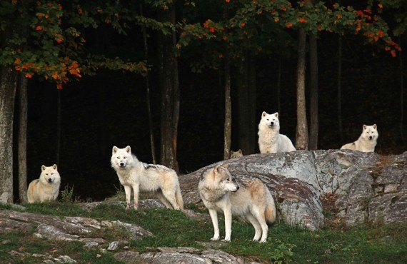 Loups Arctique