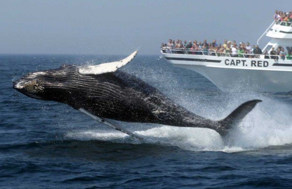1-safari-aux baleines-boston