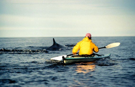 1-tadoussac-kayak-mer-baleine