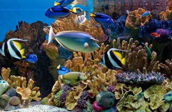 New England Aquarium - Boston, MA