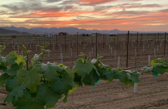 Winery in the desert - Harvest Hosts Kingman