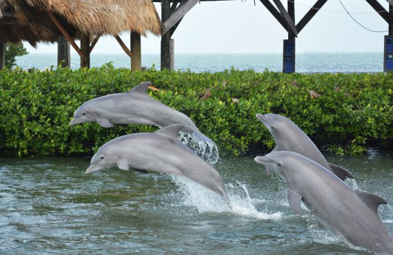 2-observation-dauphins-fl.jpg