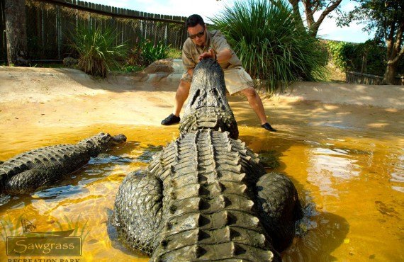 Safari d'observation aux alligators