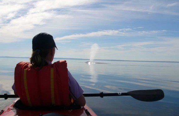 Kayak de mer avec les baleines, Tadoussac, Qc