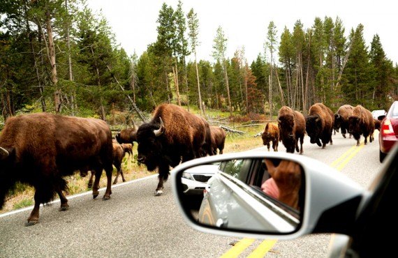 Bisons sur la route de Hayden Valley