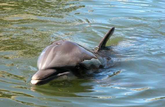 Observation des dauphins, FL