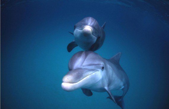 Observation des dauphins - Panama City Beach, FL.