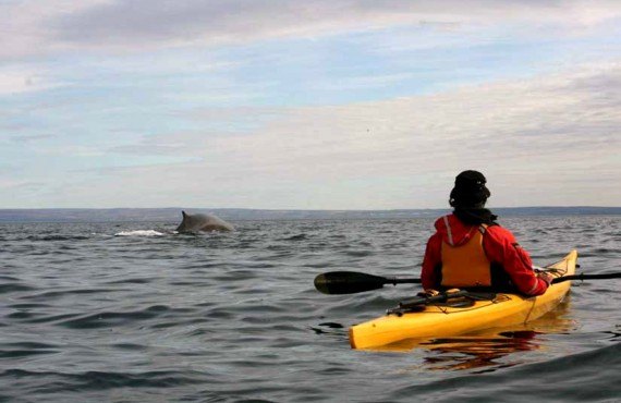 Kayak de mer avec les baleines, Tadoussac, Qc
