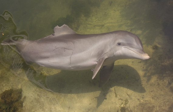 Observer les dauphins nageant sous l'eau