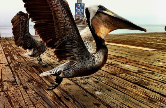 5-pelicans-du-stearns-wharf