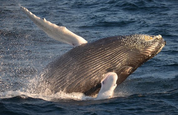 5-safari-baleines-boston_1.jpg