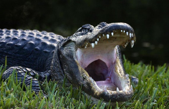 Aligator des Everglades
