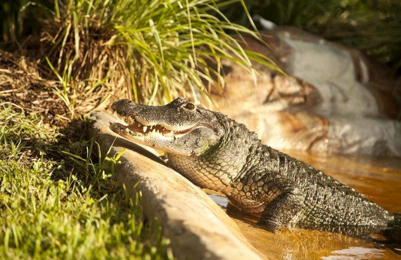 6-safari-observation-alligators