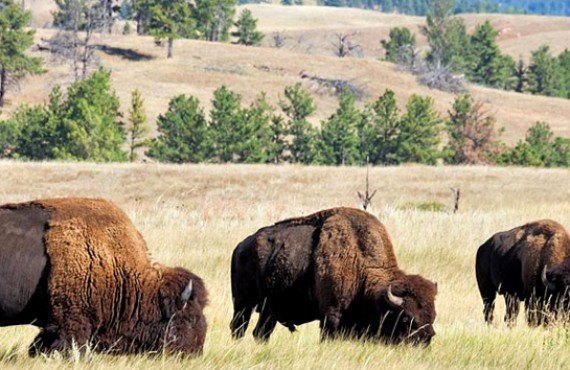 Buffalo Valley, Bisons