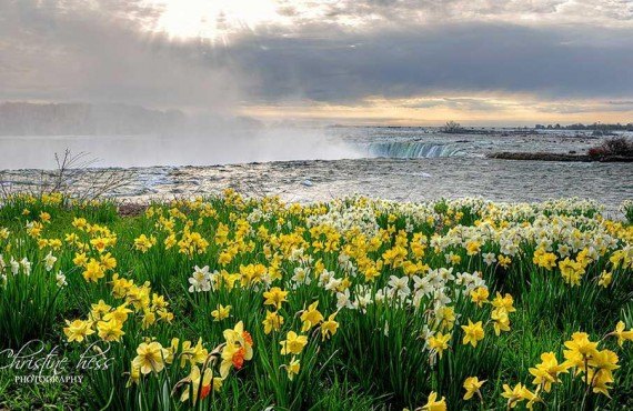 Un matin de printemps (Niagara Falls Tourism, Christine Hess)