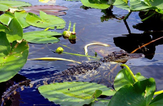 7-safari-observation-alligators