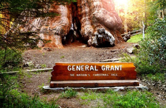 General Grant Tree (iStockPhoto)