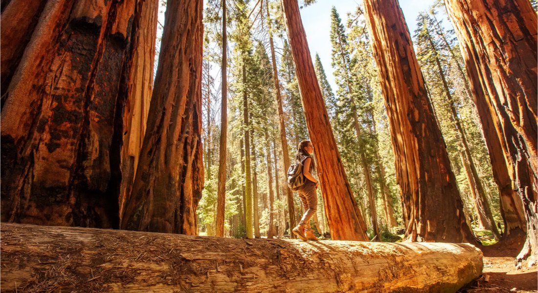 Sequoia National Park  Best Vacation Spots in California 