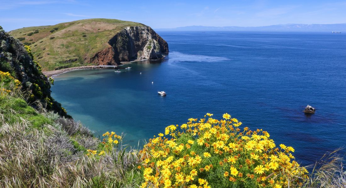 Ocean view with yellow flowers in the foreground and a cliff in the background